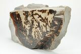 Dendrites On Limestone - Utah #207775-2